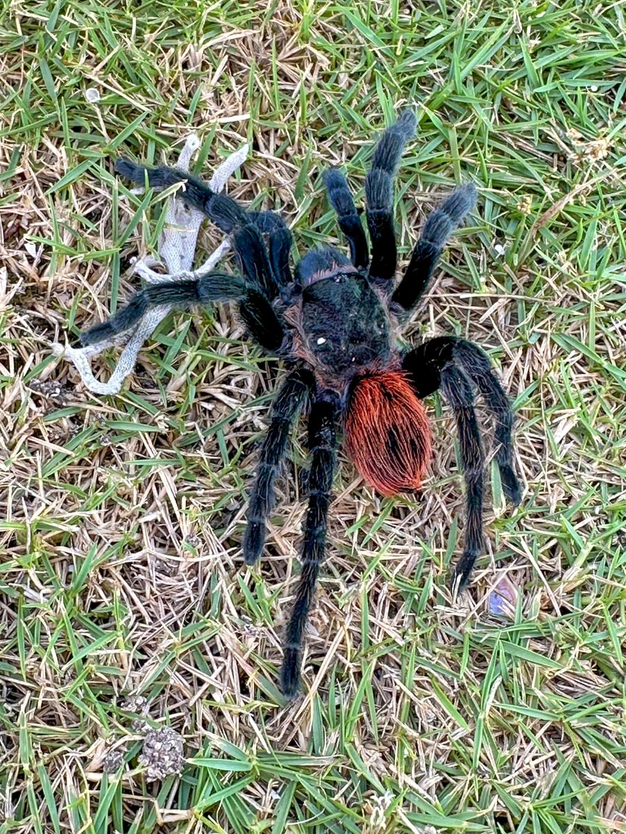 Red belly Mexican tarantula