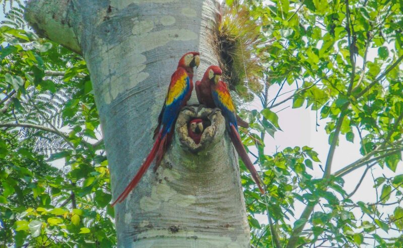 Scarlet macaw Photo by Luis of the S6 Team. Belize