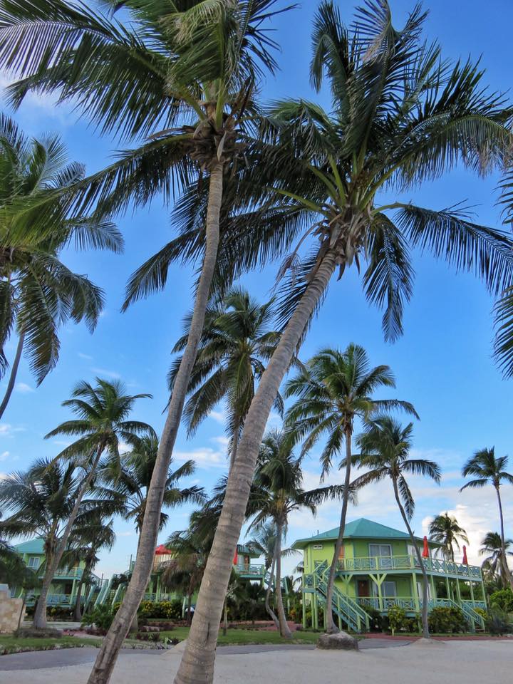 Coconut Trees at Costa Blu, Ambergris Caye, Belize