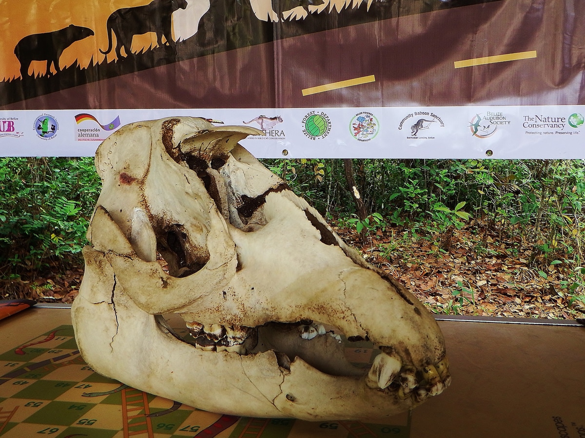 15 Tapir skull