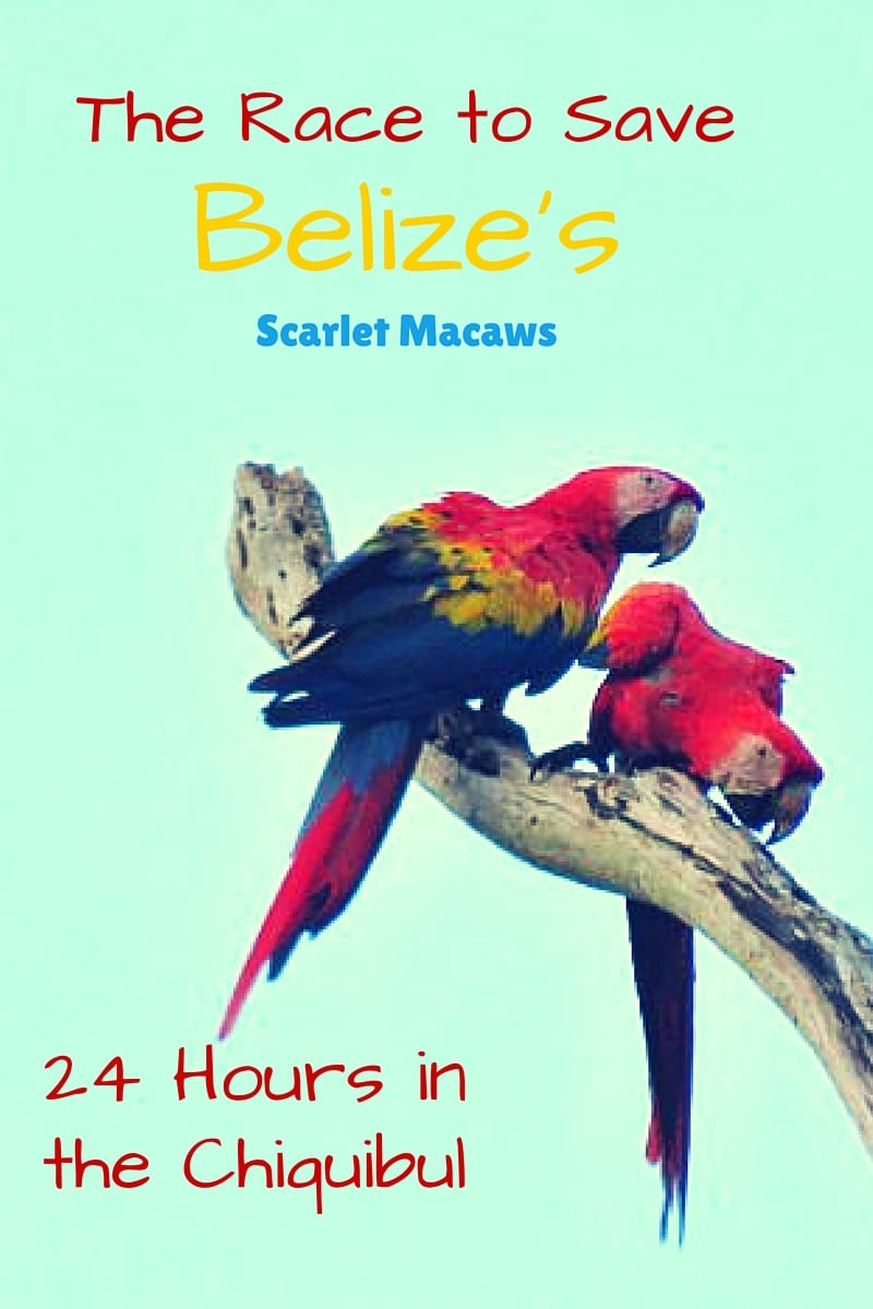 24 Hours in Belize's Chiquibul:  Heroes Saving A Belize National Treasure - The Scarlet Macaw