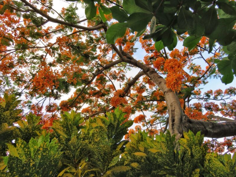 Flamboyant Tree Belize