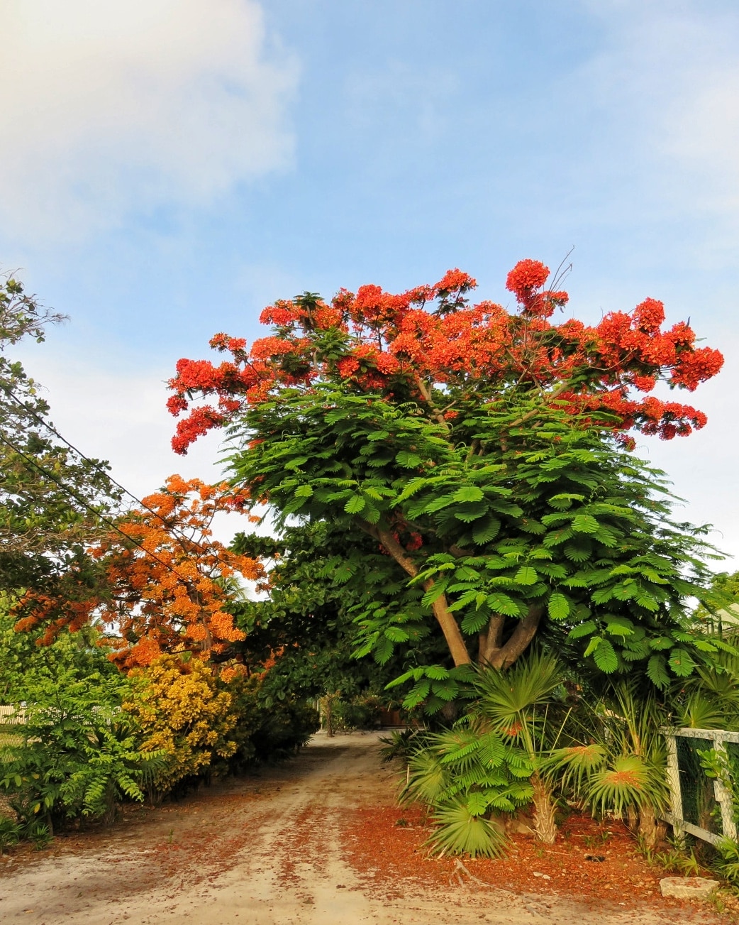 Gorgeous Flamboyant Tree South Ambergris Caye San Pedro Belize