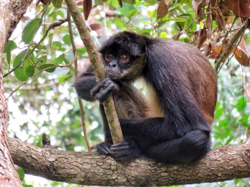 Sleeping spider monkey at the Belize Zoo