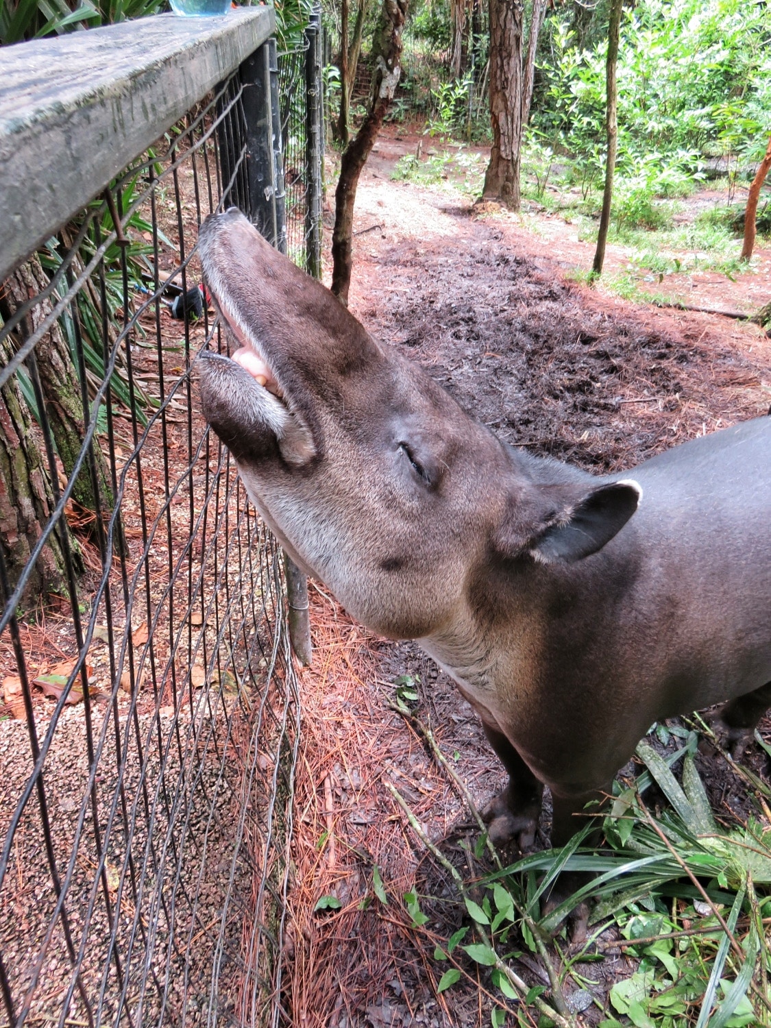 Beautiful female tapir at the Belize Zoo