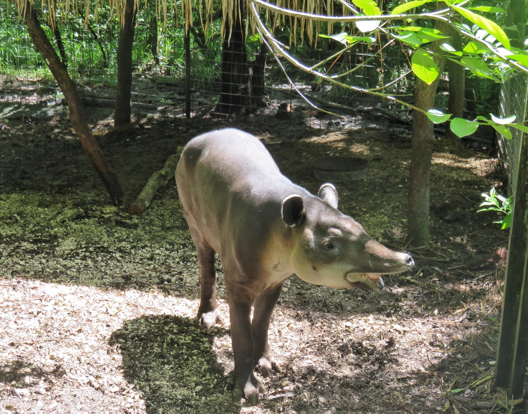 Tapir at the Belize Zoo