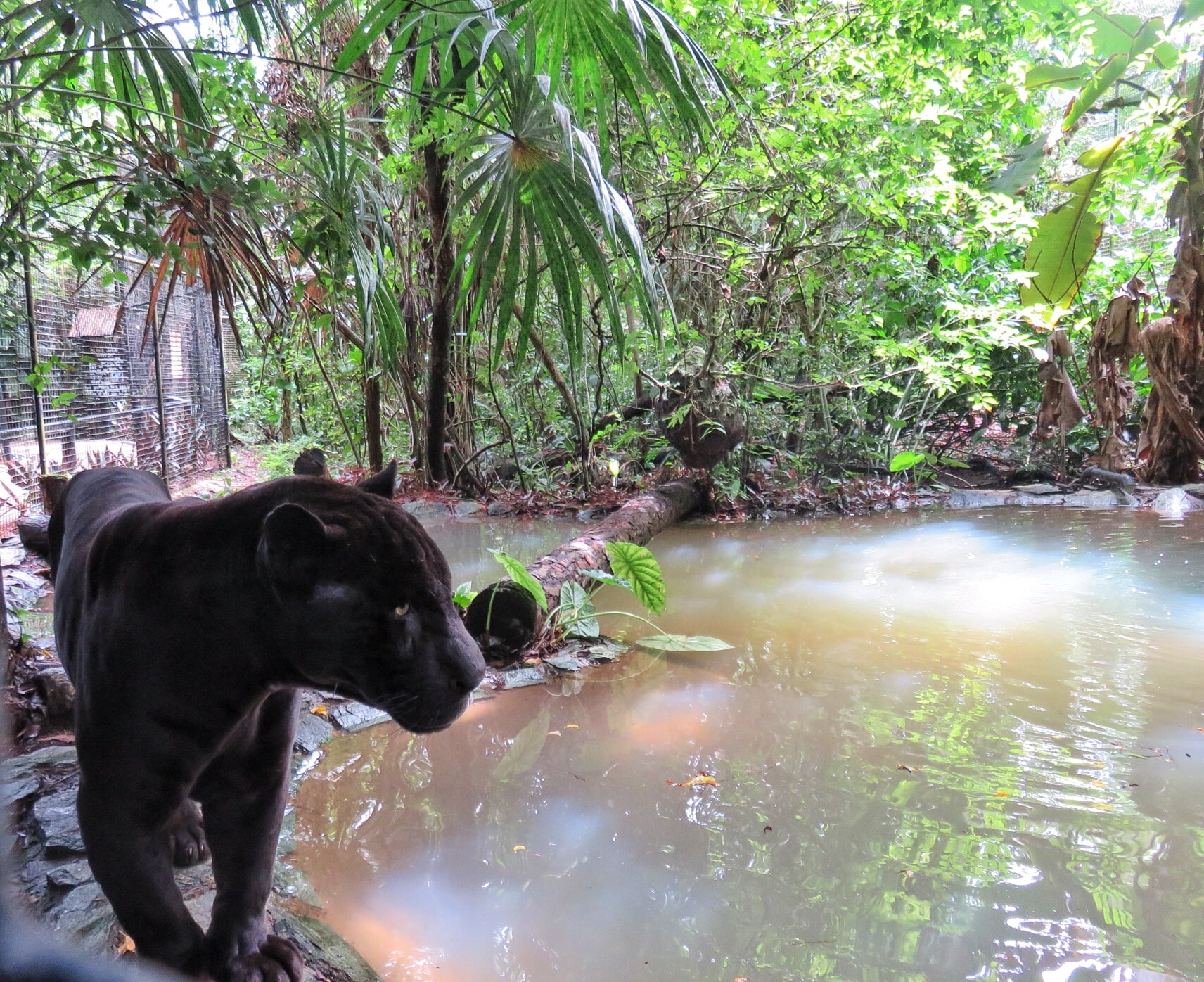 Lucky Boy, the rare black jaguar, at the Belize Zoo