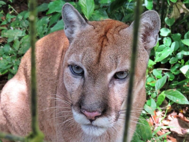 Puma at the Belize Zoo
