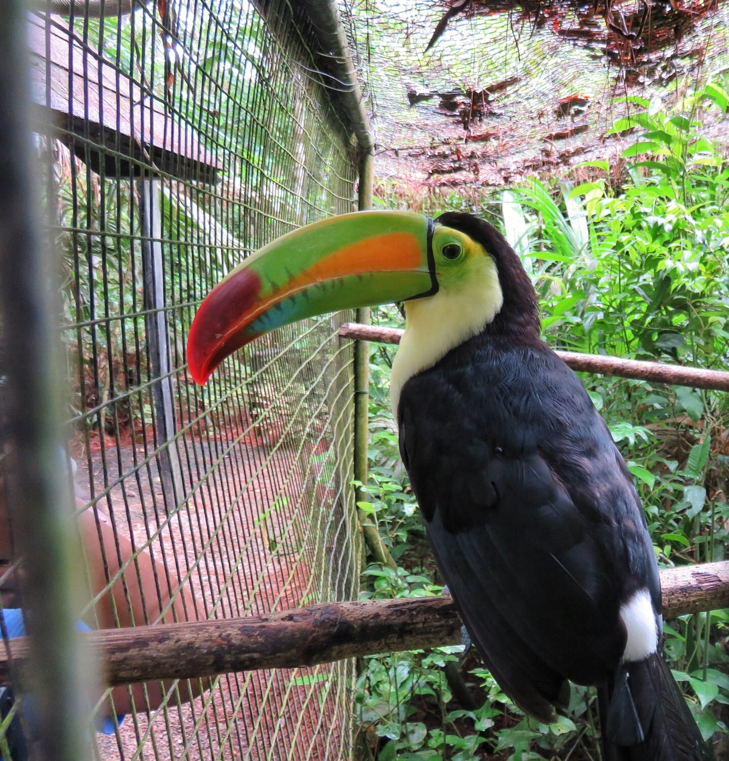 Keel billed toucan at the Belize Zoo