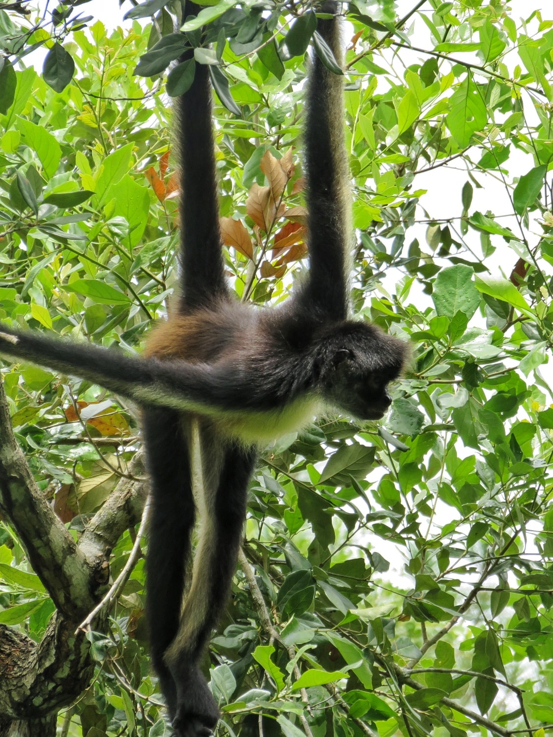 Spider monkey at the Belize zoo
