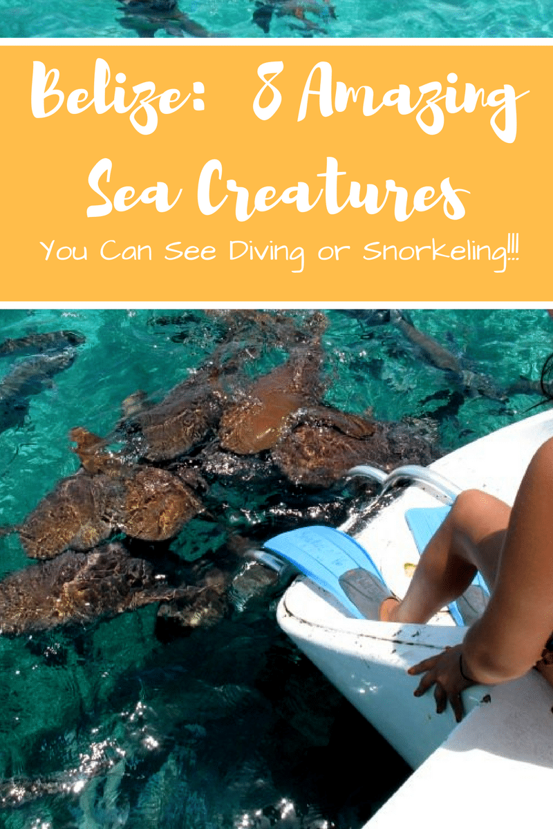 8 AMAZING sea creatures you can find Diving or Snorkeling in BELIZE