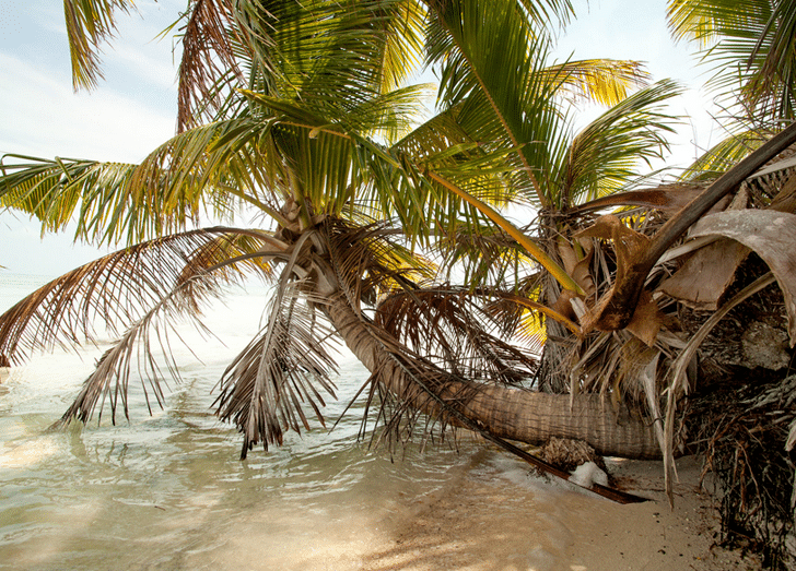 Blackadore-Caye-Palm-Tree