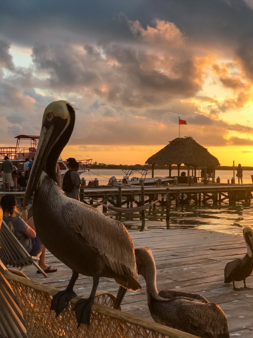 Pelicans at Caye Cualker