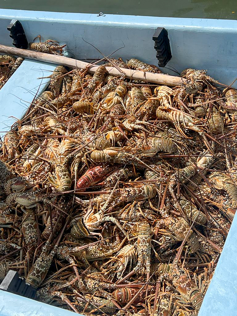 Lobsters in Caye Caulker
