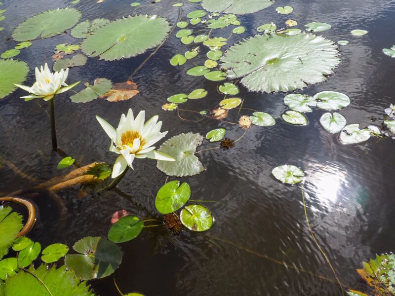 Lilypads Crooked Tree Lagoon