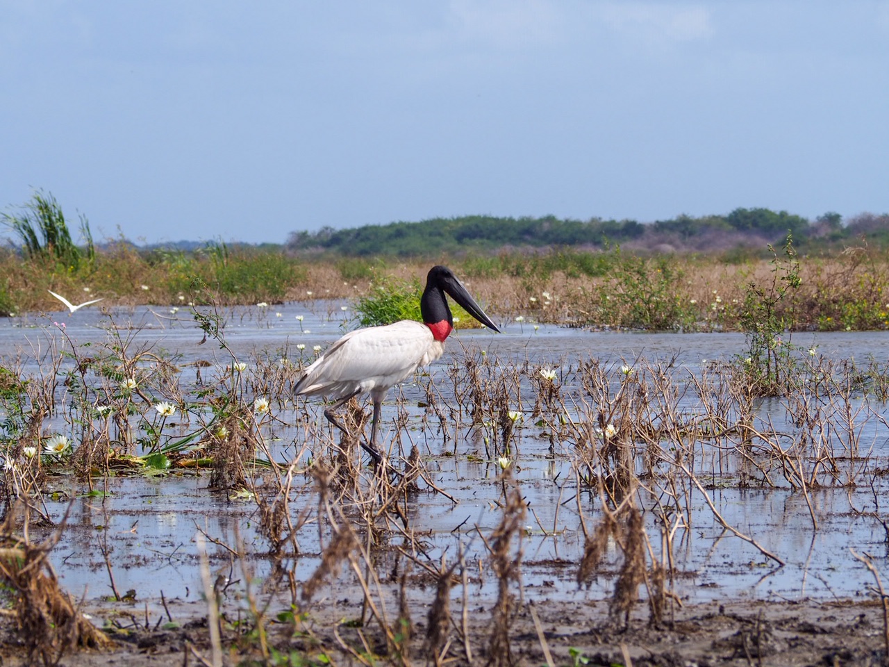 Jabiru Stork