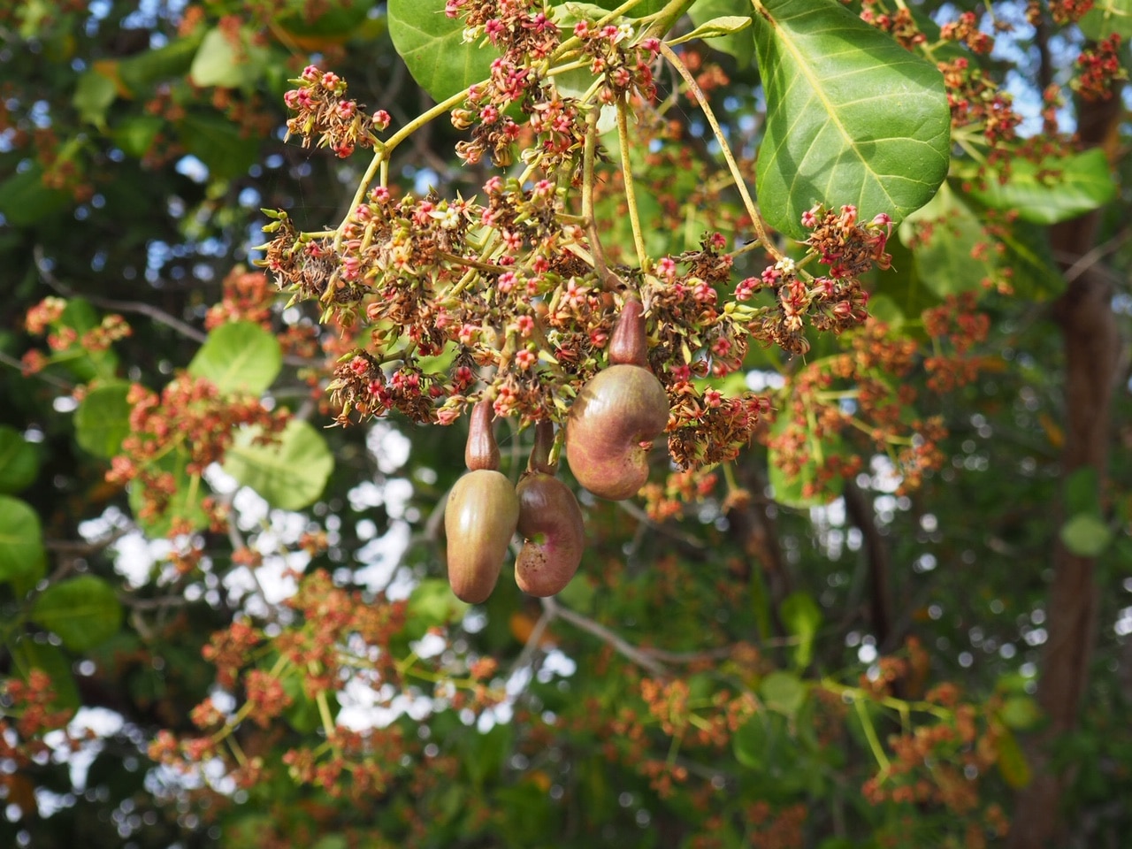 Cashew Trees