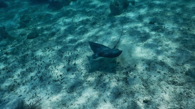 Eagle Ray at Hol Chan Marine Reserve Ambergris Caye Belize