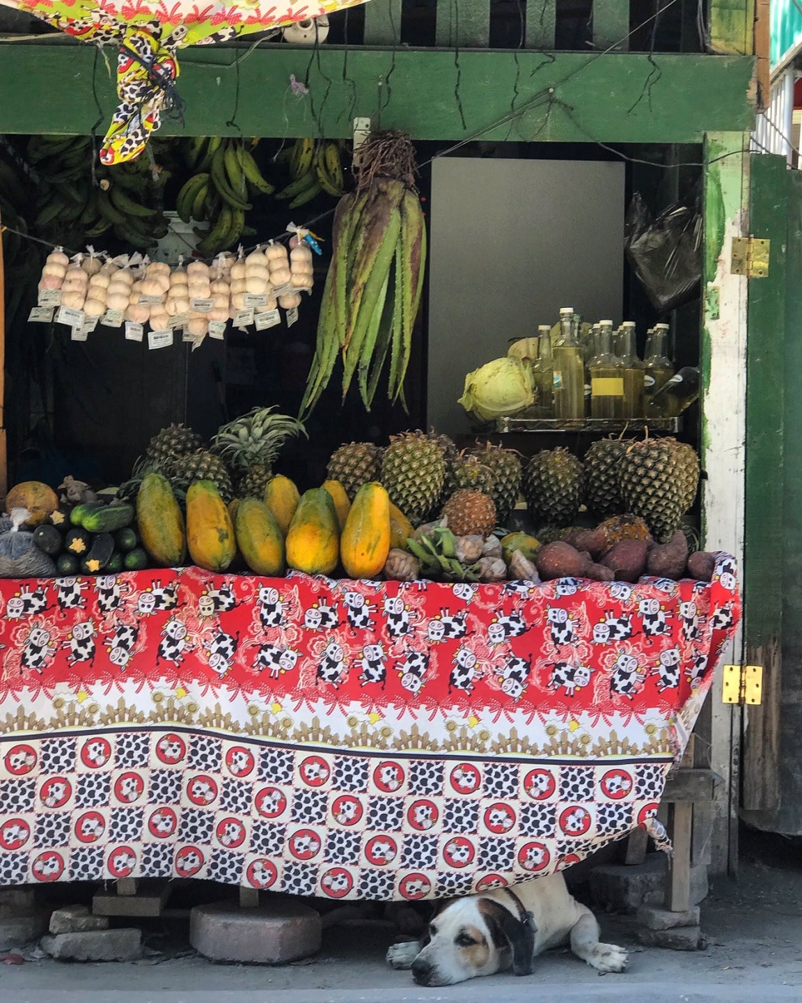 Fruit stand dog