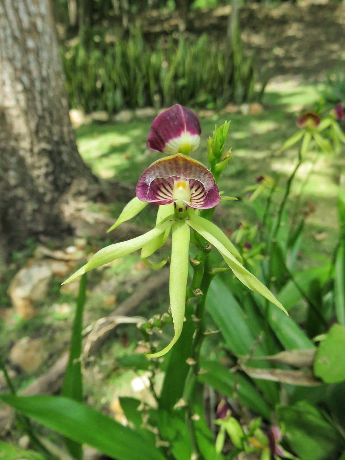 Belize's National Flower, the black orchid, at Lamanai