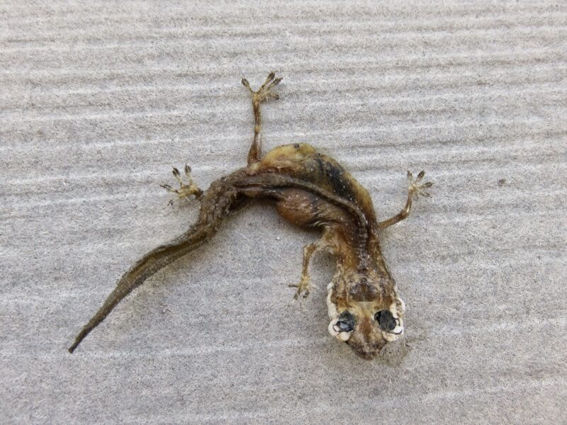 Dead Gecko, San Pedro, Belize