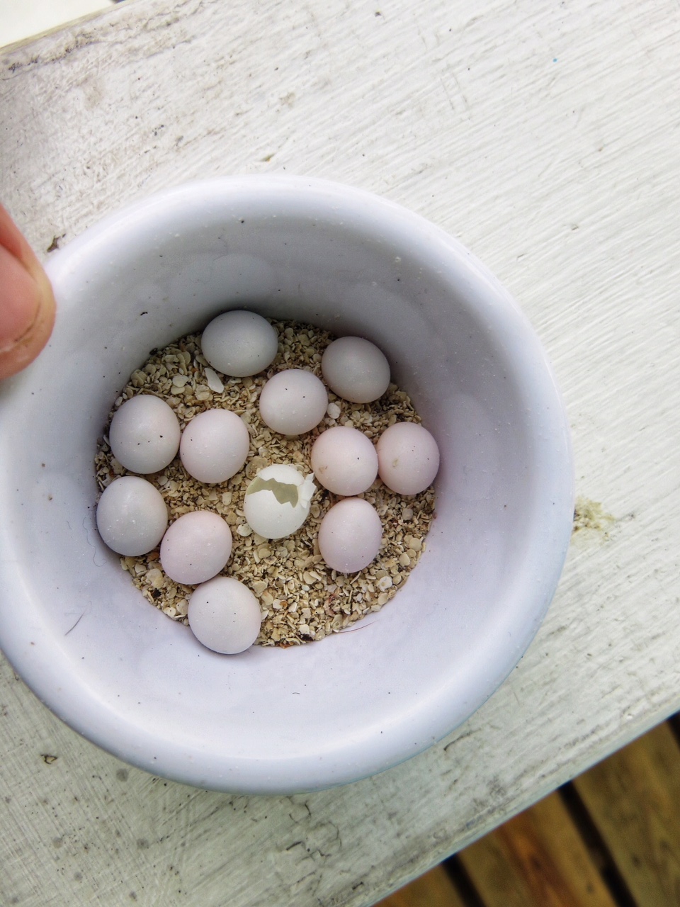 gecko eggs