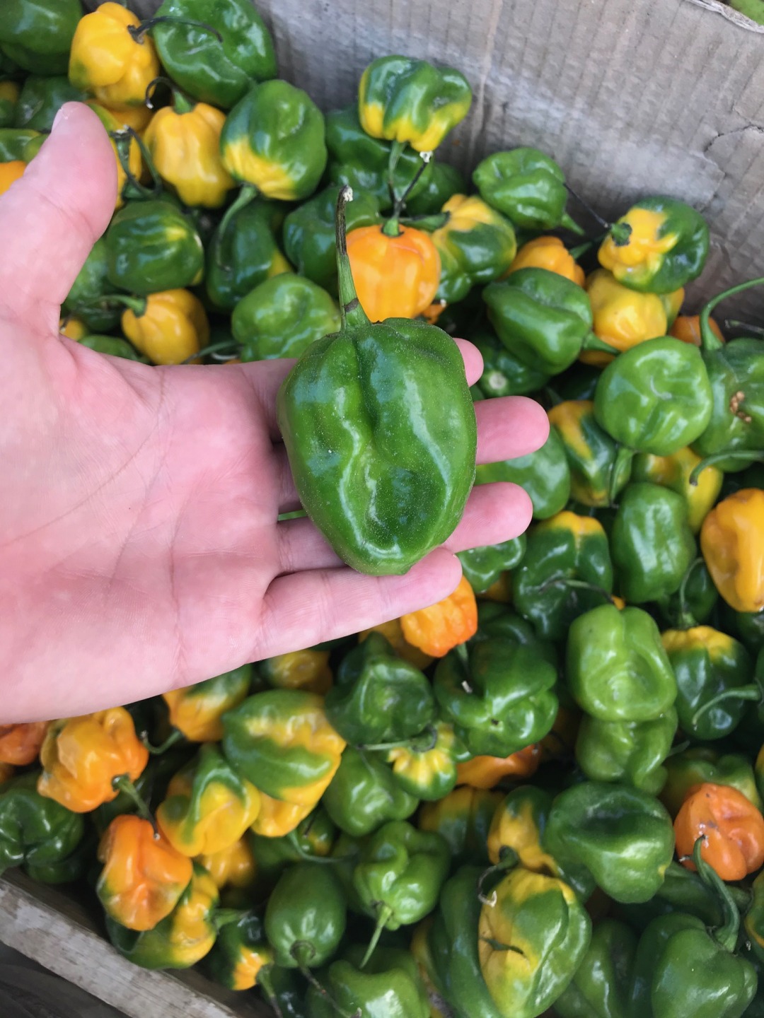 Big Habanero pepper