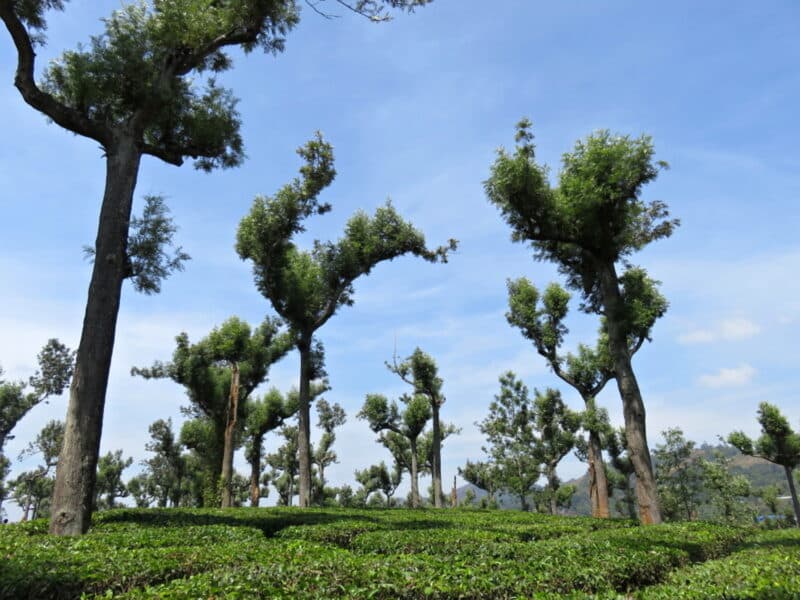 A tea plantation on the way to Munnar, Kerala, India