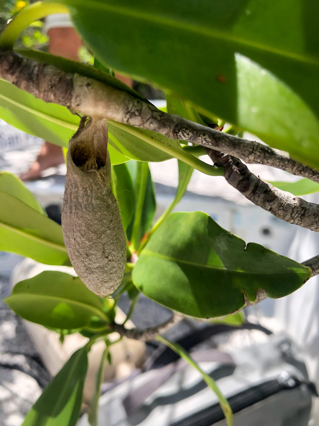 Cocoon in Mangrove
