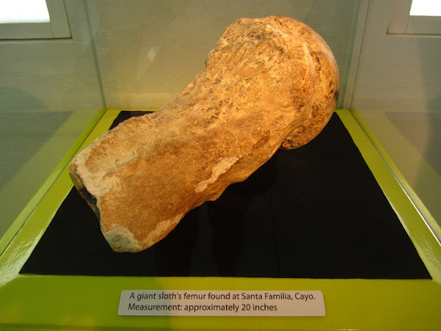 A chunk of the femur bone of a giant sloth found in Belize