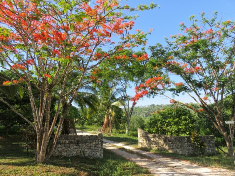 Flamboyant Trees Cayo Belize