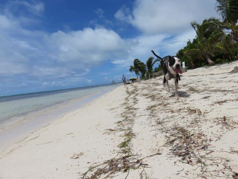 Elsie running down the beach North Ambergris Caye Belize