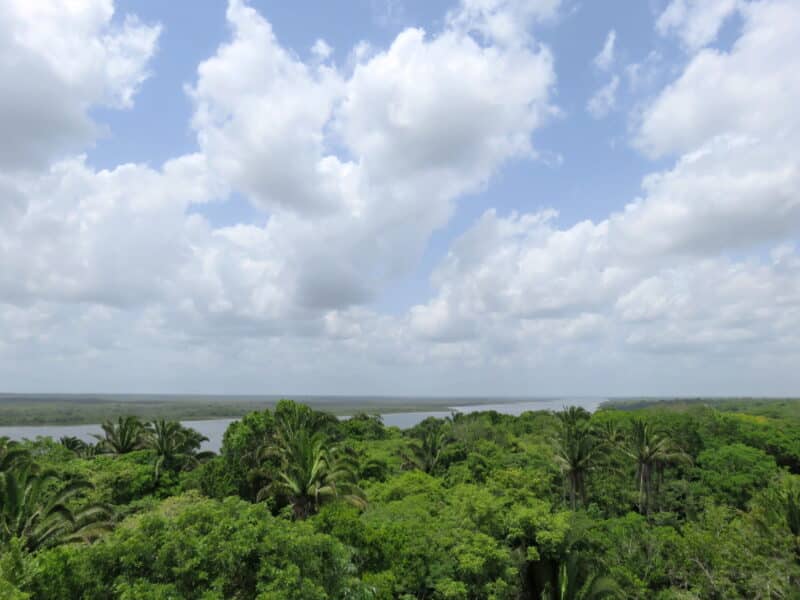 View from the top of the High Temple at Lamanai, Belize