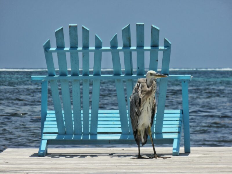 Blue Heron on Ambergris Caye Belize