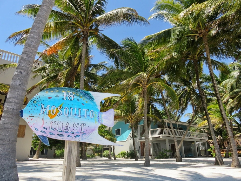 Bugs that Bite in Belize: 2025-2026 Update