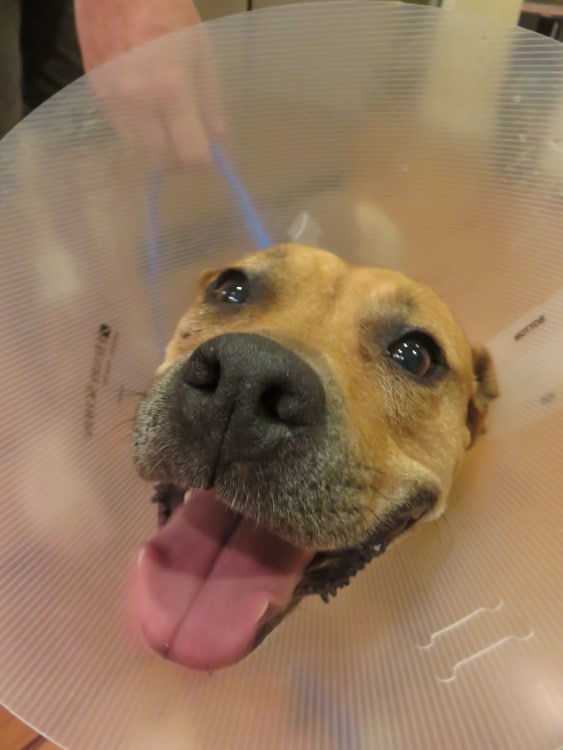 A Plea for Continued RoundtheClock Veterinary Care in San Pedro