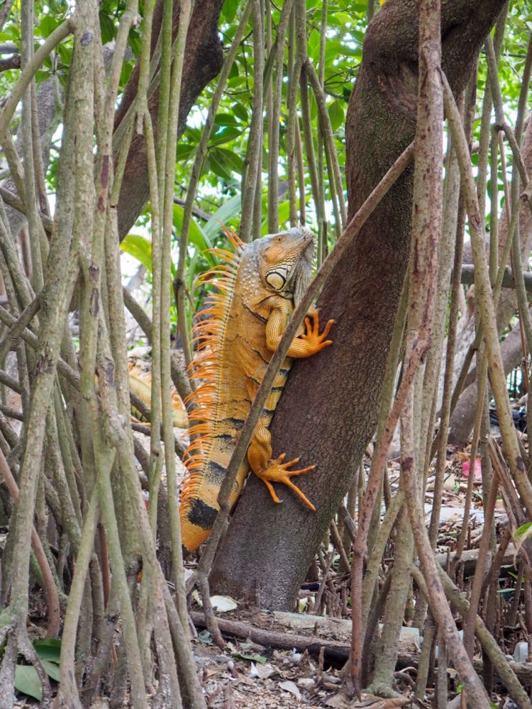 Green iguana climbing mangrove