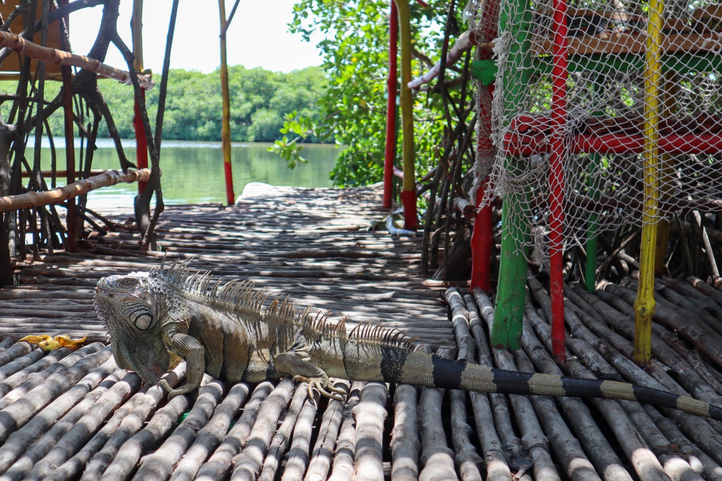 Big Iguana lounging on dock