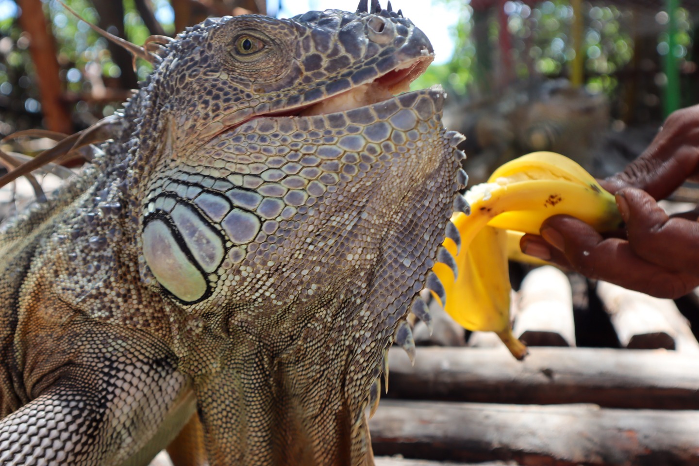 Feeding banana to green iguana