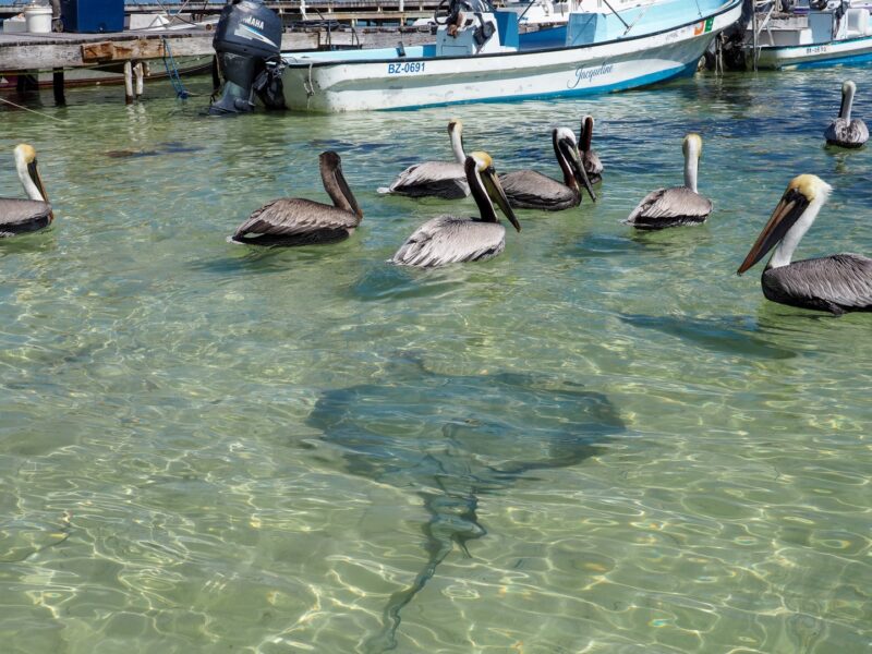 Pelicans and sting rays circling in San Pedro