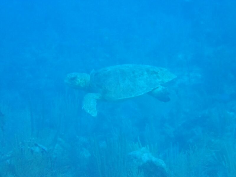 Sea Turtle, Ambergris Caye, Belize