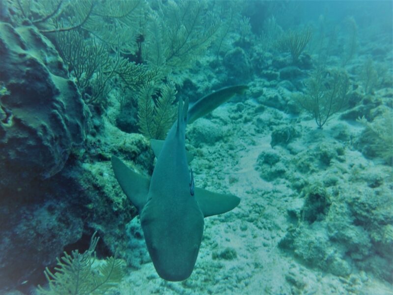 Nurse shark Underwater,, san Pedro, Belize