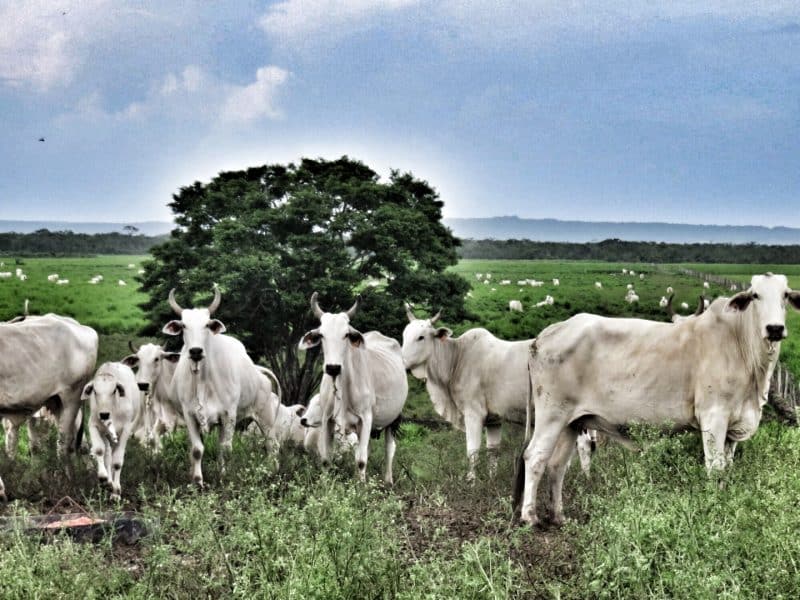 Blue Creek Cattle