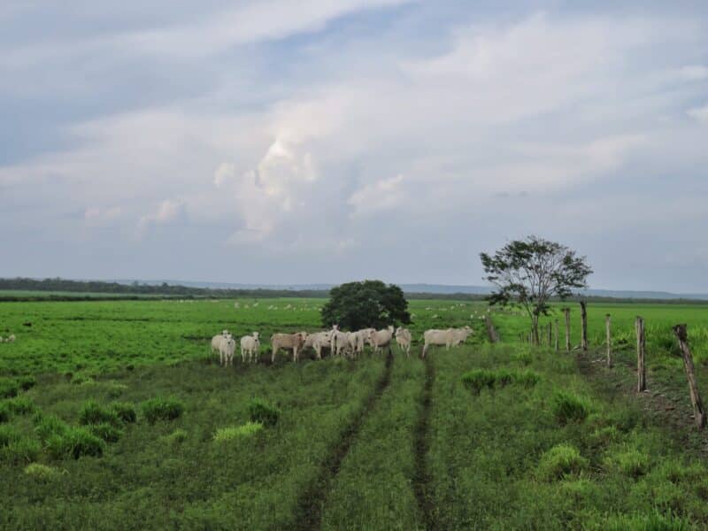 Cow pasture in Blue Creek Belize