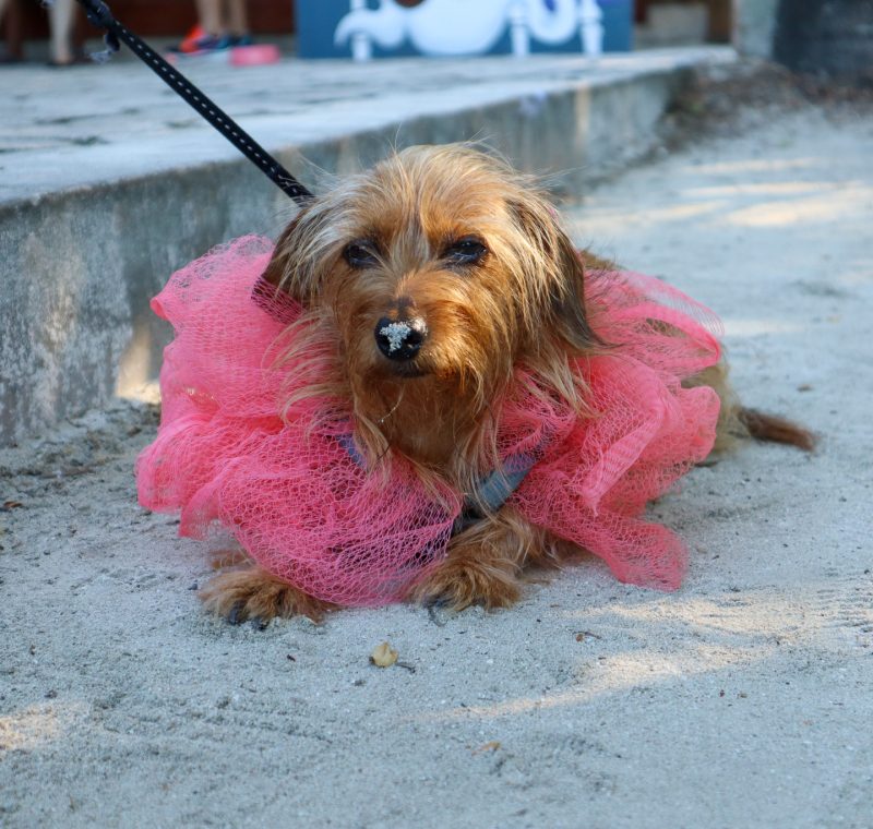 Dog dressed as a loofah