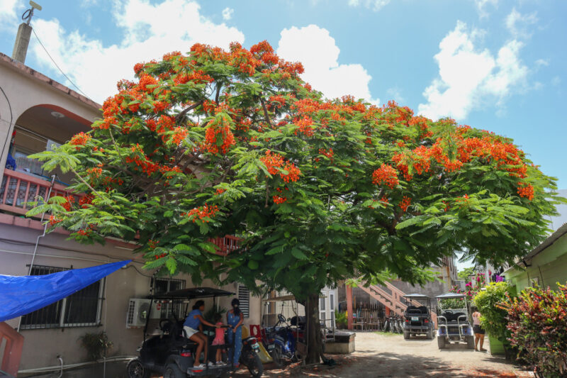 Middle Street Flamboyant Tree