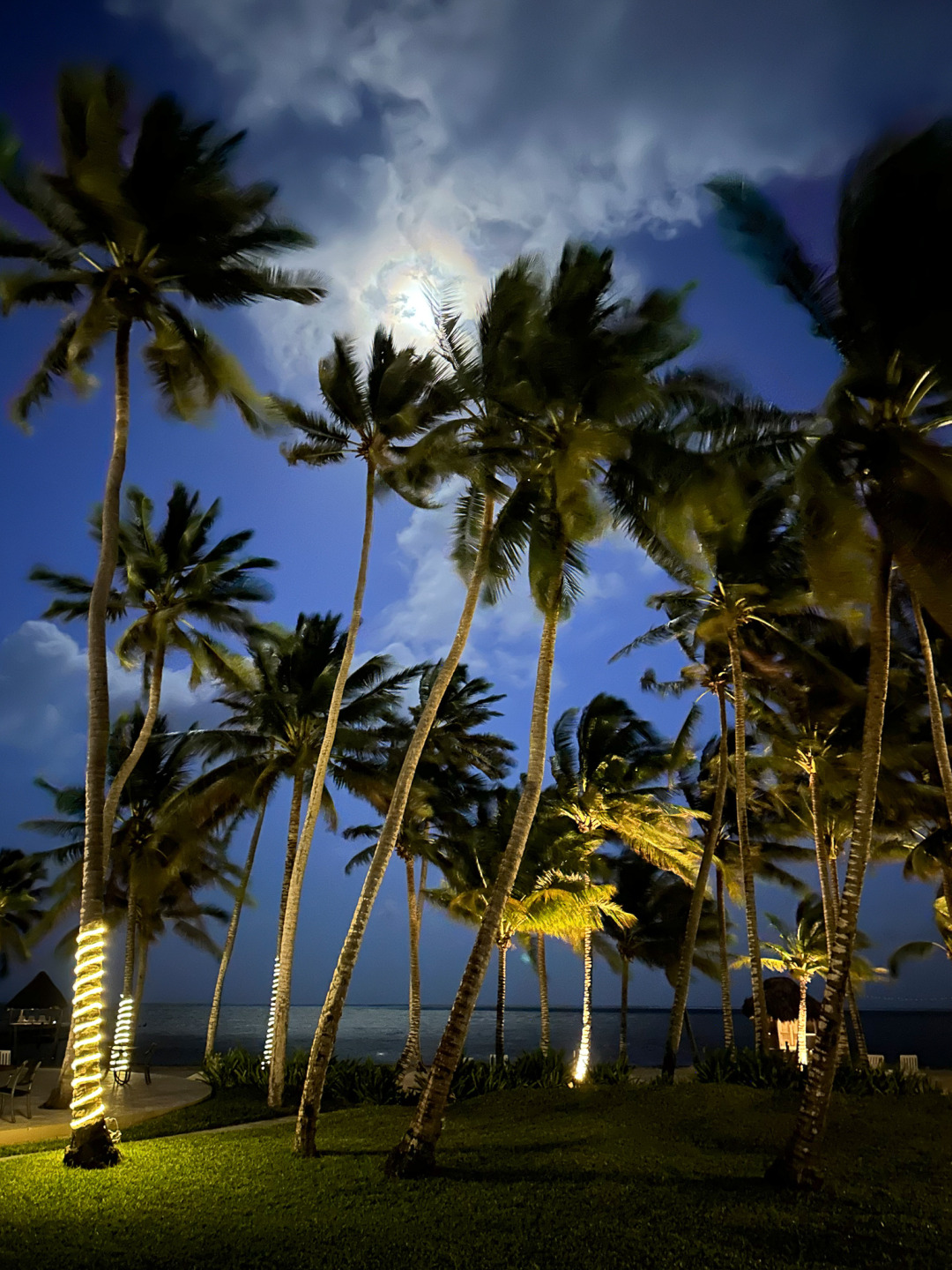 Palm Trees and Moon