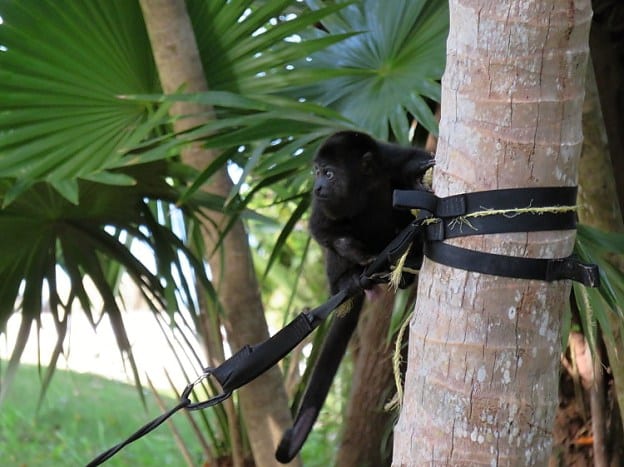 The baby spider and howler monkeys need 24 hour care and lots of nourishment