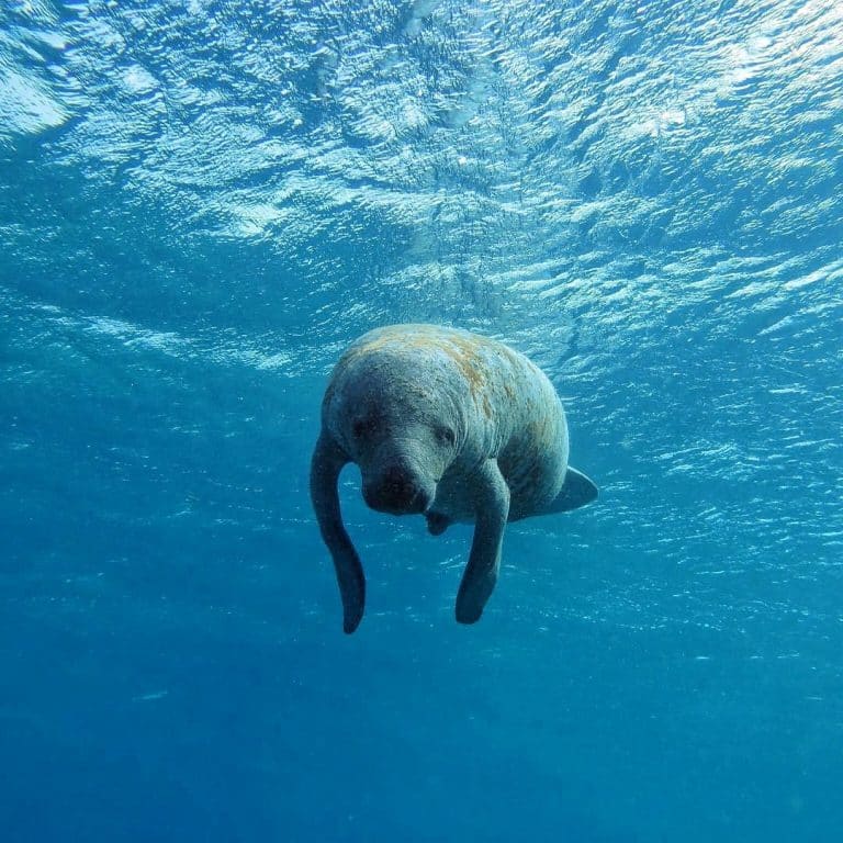 Face to face with a manatee by Caye Caulker