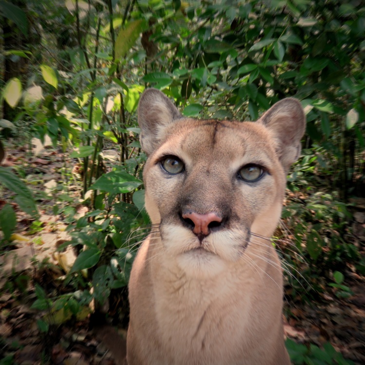 Carlos at the Belize Zoo